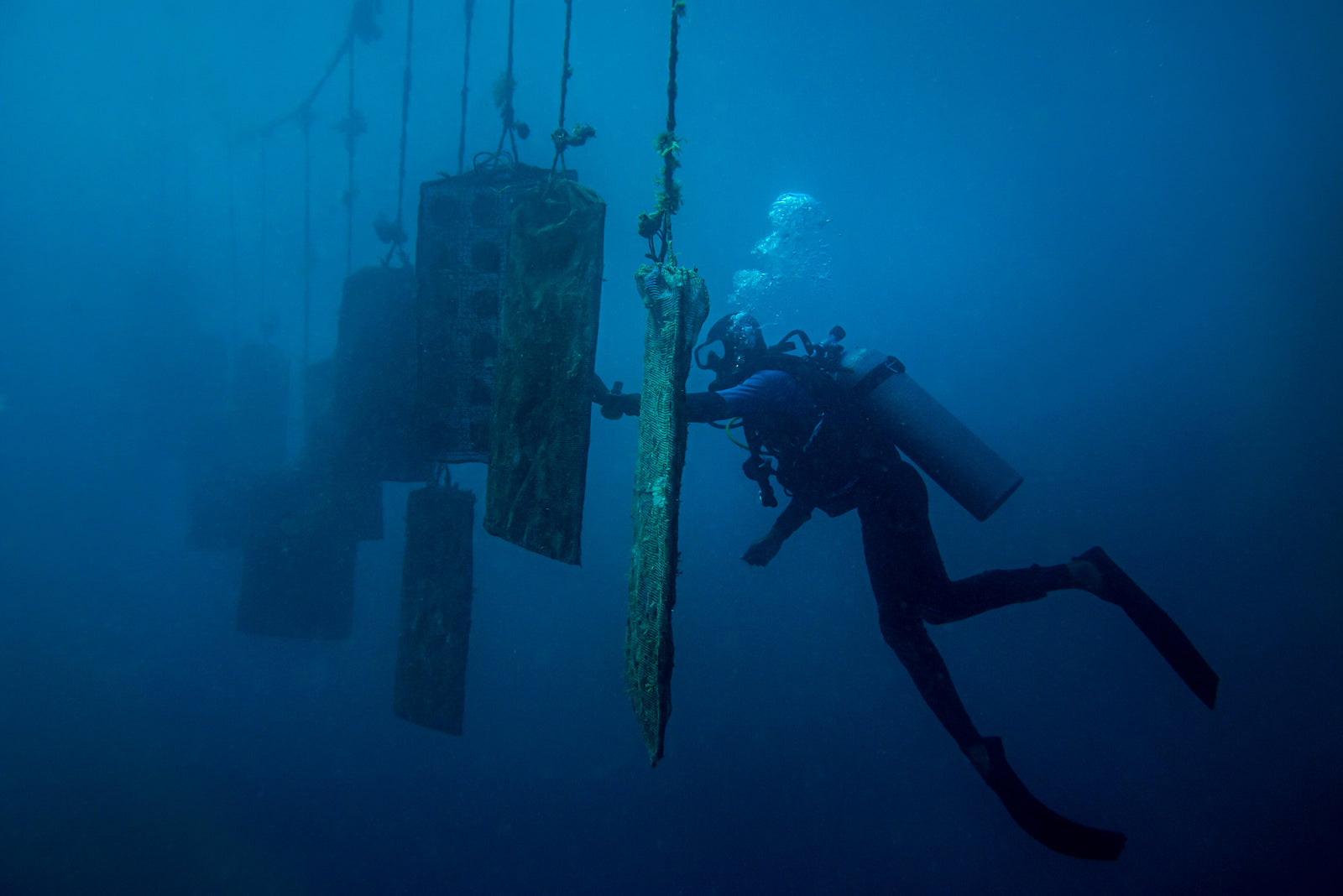 A diver tending oyster panels at an AUTORE pearl farm