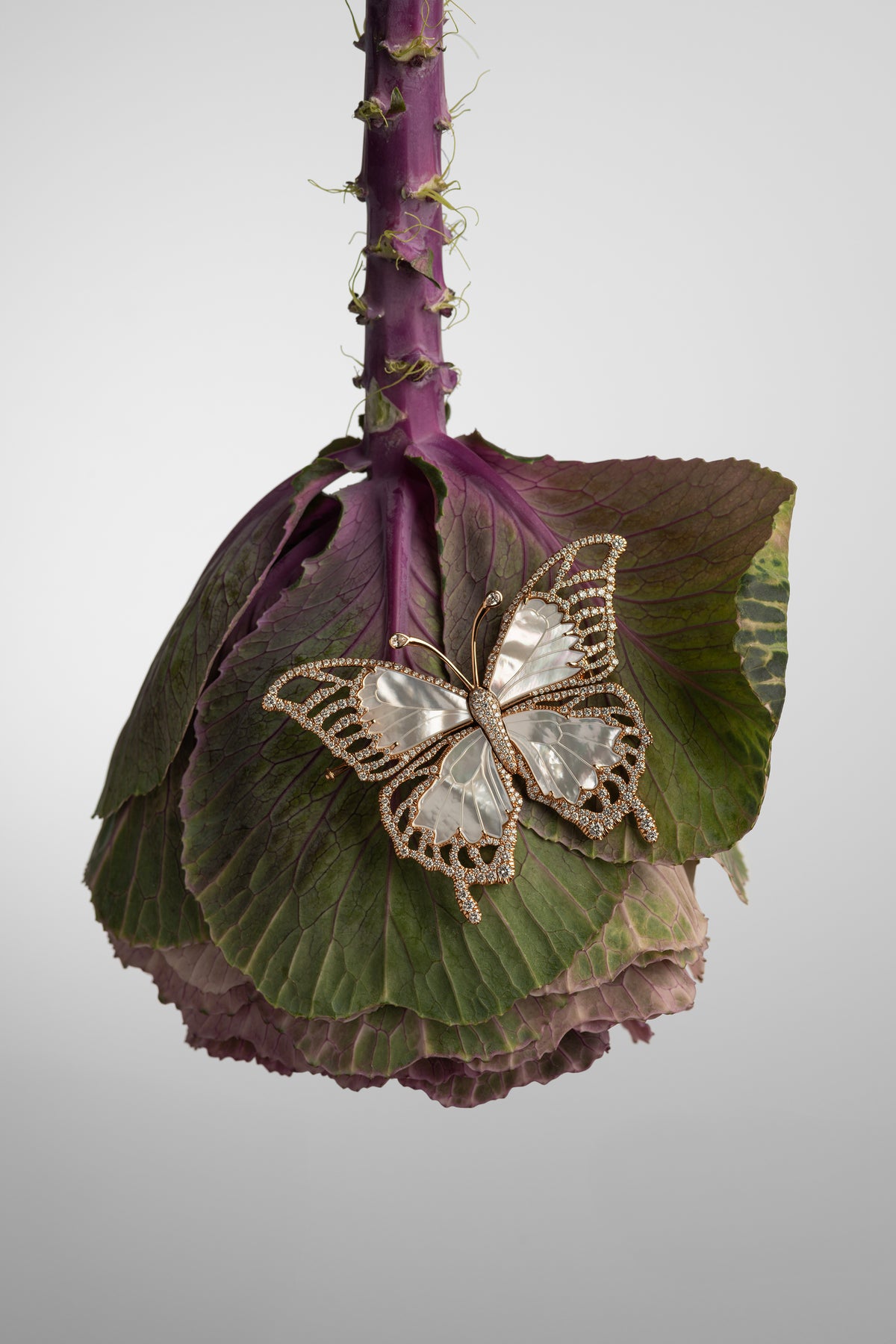 AUTORE Papillon mother of pearl butterfly brooch on an ornamental cabbage flower