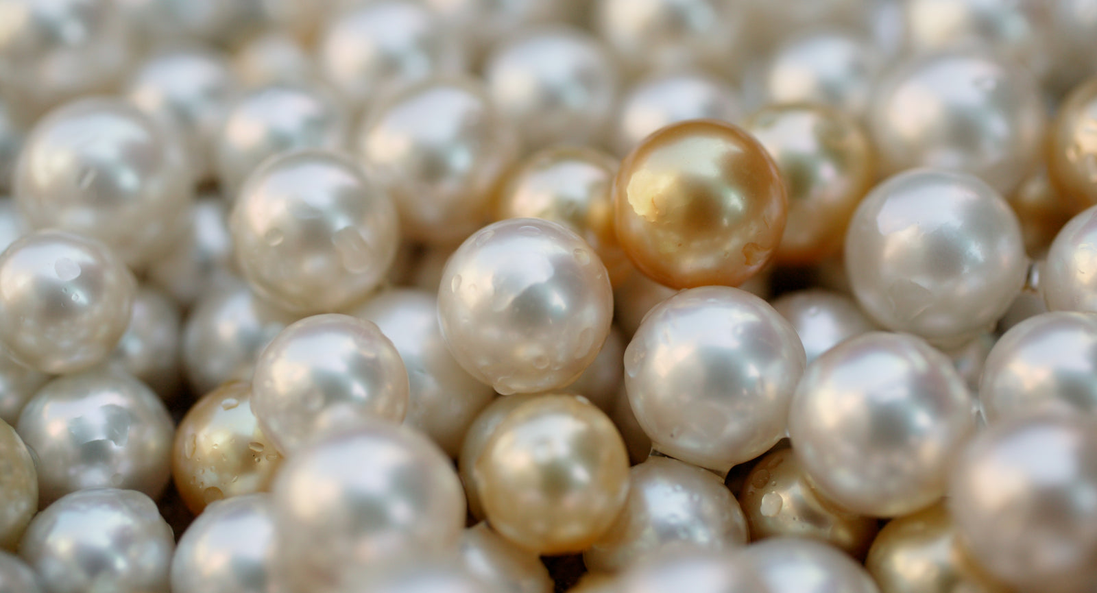 Freshly harvested AUTORE South Sea pearls